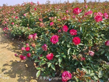 六月份园林养护要点