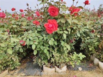 六月份园林绿地养护技术要点