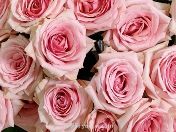 星腮红月季/明星红晕月季