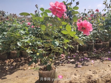 为什么夏季是苗木移植的淡季期呢？