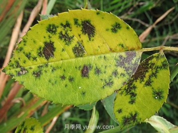 秋季园林苗木病虫害防治知识，月季有黑斑病