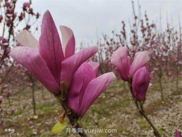 玉兰和大叶女贞的特质