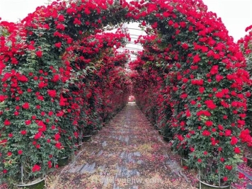 苗木修剪十大误区及操作要点