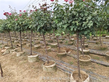 苗木为什么要截干？什么样苗木需要截干？