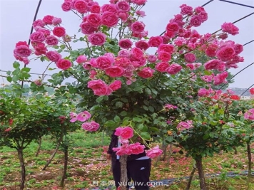 苗木卖得好，要看准这六点