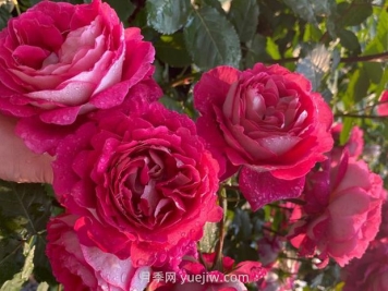 马萨德医生月季的优缺点是什么？