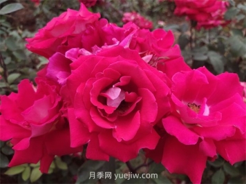 爱月季的优缺点是什么？