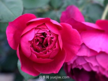 秋日胭脂月季的优缺点是什么？