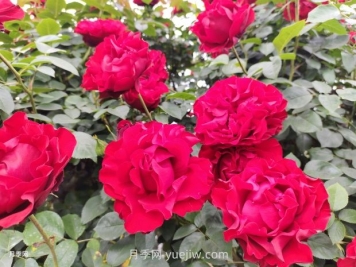 夏季养护不注意当心苗木成片死亡