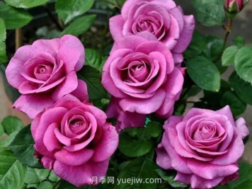 冥王星月季的优缺点是什么？