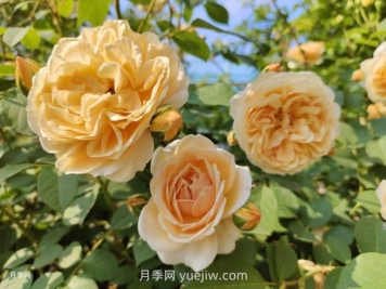 玛格丽特王妃月季的优缺点是什么？