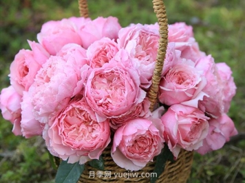 美咲月季的优缺点是什么？