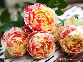 狂欢派对月季的优缺点是什么？