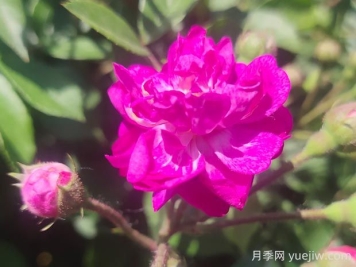 葡萄园之歌月季的优缺点是什么？