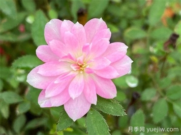 姬月季品种介绍及优缺点 