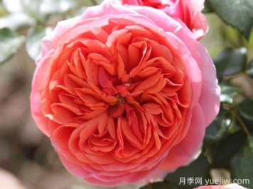 音乐厅月季的优缺点是什么？