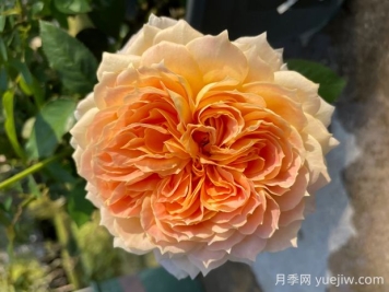 焦糖古董月季的优缺点是什么？