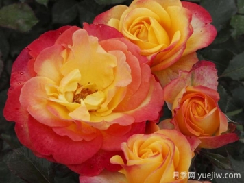 火焰月季的优缺点是什么？