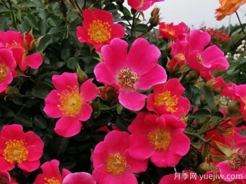 哈德福俊月季的优缺点是什么？