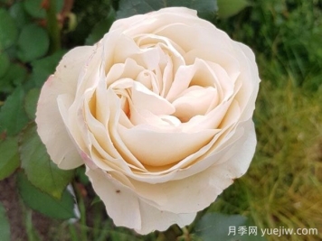 比利时公主月季的优缺点是什么？