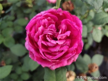 双人芭蕾月季的优缺点是什么？