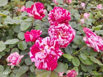 节日礼花月季的优点有哪些？