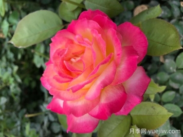 朝云月季的优缺点是什么？