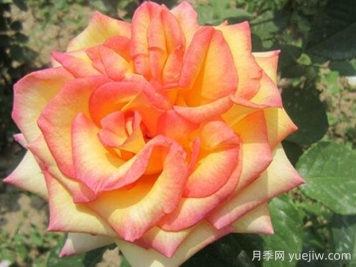 希腊之乡月季优缺点分享