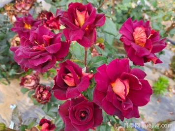 骇客黑金月季的优缺点是什么？