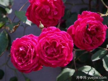 软香红月季的优缺点是什么？