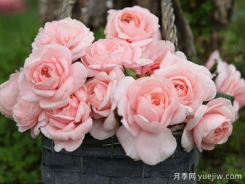 玛希娜月季的优缺点是什么？