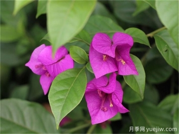 十种夏季真耐高温的花卉植物