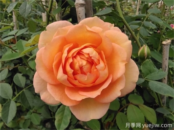 夏洛特夫人月季，花色美花期长打造爆花花墙