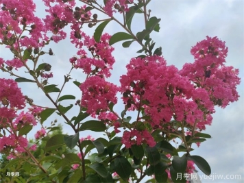 速生玫红紫薇的栽培技术与管理