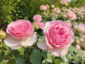 植物的科学配置与相生相克