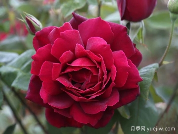 俄克拉荷马月季，红宝石玫瑰闪耀在你的花园