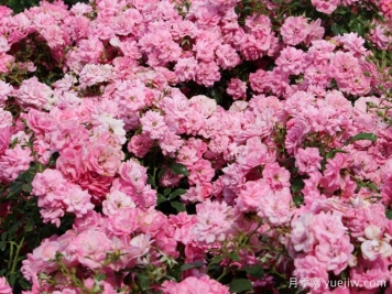 月季推荐，米拉托月季