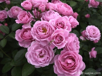 月季推荐，海洋之心月季