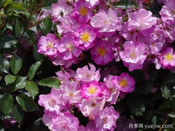 月季推荐，薰衣草之梦月季