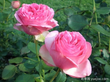 伊芙华尔兹梦月季/华尔兹之舞
