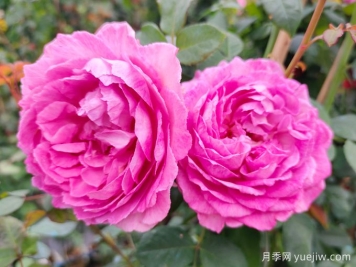 罗衣月季的优点缺点和养护要点