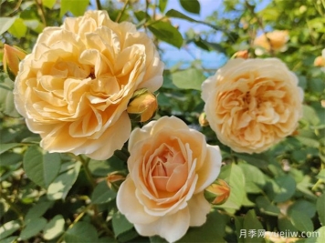 玛格丽特王妃月季的优点缺点和养护要点