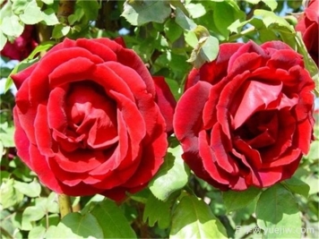 朱墨双辉月季，一株月季的百年风华