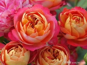 月季推荐，浪漫宝贝月季