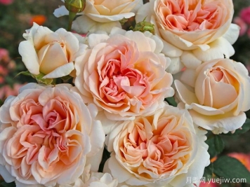 大公夫人路易斯月季和童话魔法月季有什么区别? 大公夫人路易斯月季和童话魔法月季有什么区别?