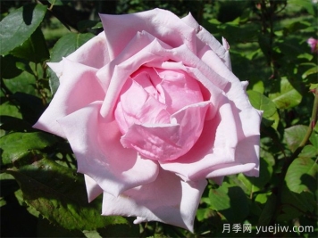法兰西月季(France)，世界第一个杂交茶香现代月季