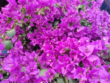 哪些植物不适合冬季换盆？冬季换盆的技巧和注意