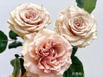 月季推荐，光之翼第九天使月季