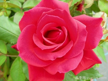 月季推荐，米迦勒大天使月季