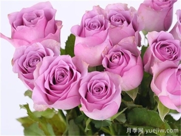 月季百科：紫霞仙子月季